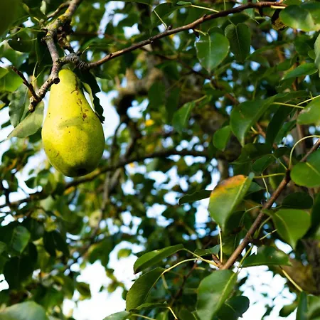 Sleeping Among The Sheep At Vrouwtje Poppy Ferienhaus