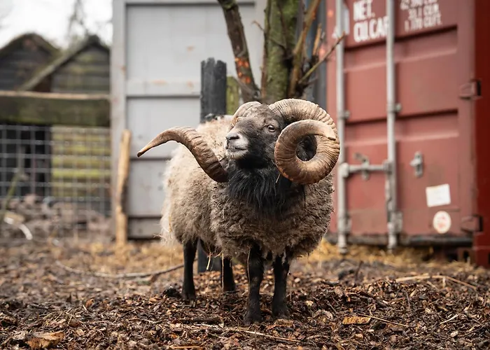 Sleeping Among The Sheep At Vrouwtje Poppy