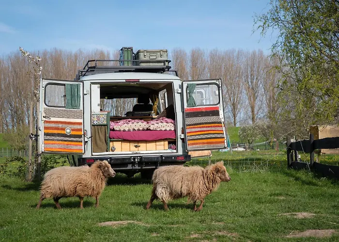 Sleeping Among The Sheep At Vrouwtje Poppy * Zennewijnen