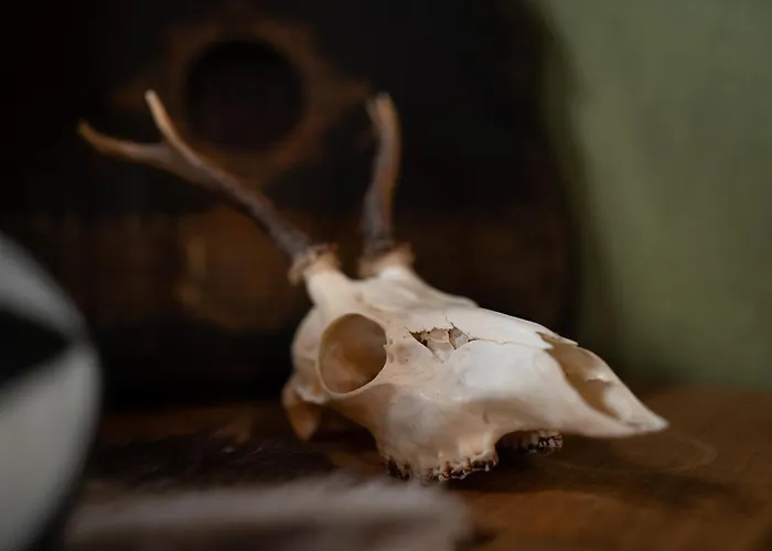 Sleeping Among The Sheep At Vrouwtje Poppy Zennewijnen