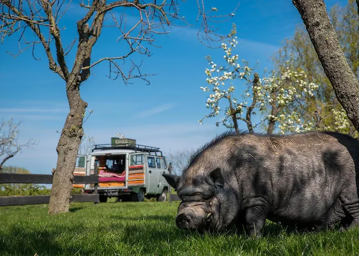 Сasa de vacaciones Sleeping Among The Sheep At Vrouwtje Poppy *
