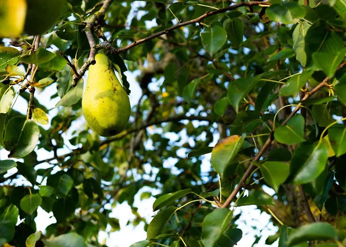 Sleeping Among The Sheep At Vrouwtje Poppy Ferienhaus
